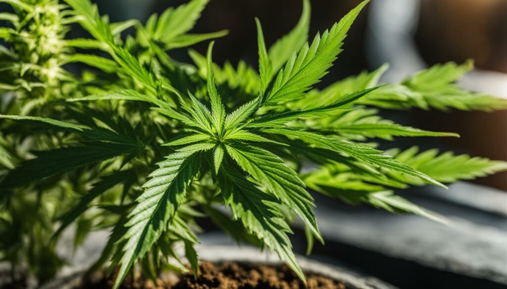 Crescimento Vegetativo da Planta de Maconha