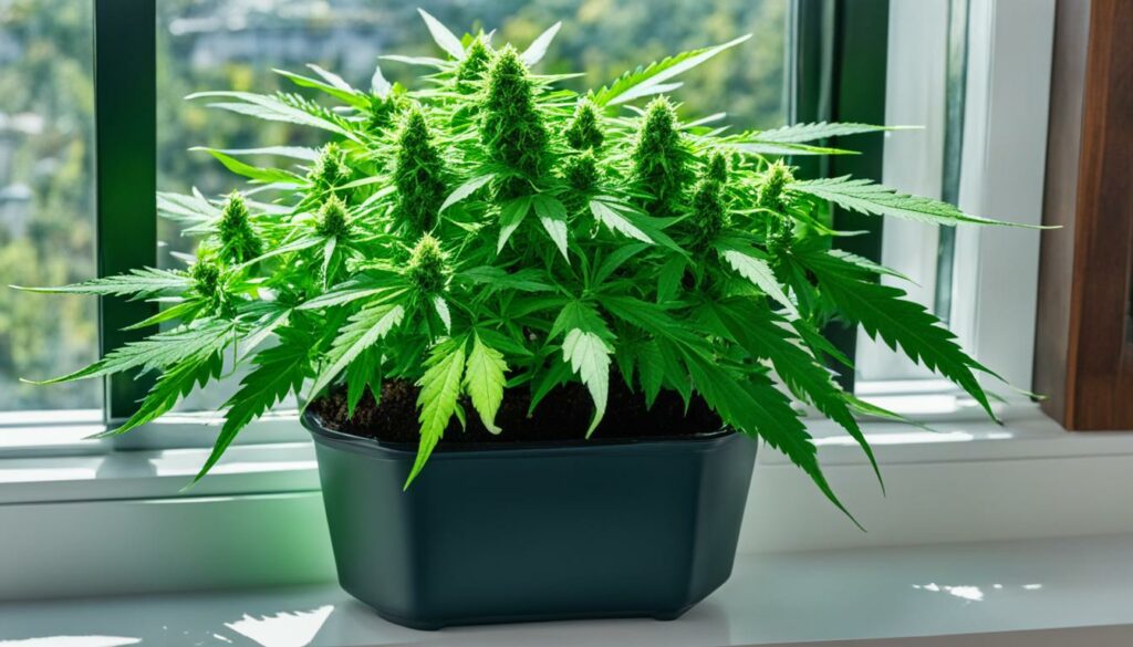 Opções de Fertilizantes para a Cultivação Indoor de Maconha